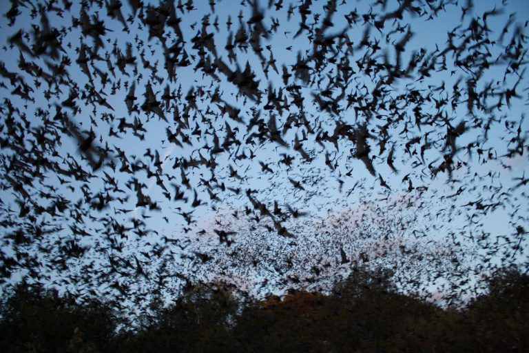 ‘Bat tornado’ invades town, ‘doomsday’ screams Internet