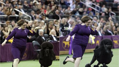 Siba the poodle wins ‘top dog’ crown in NY dog show.