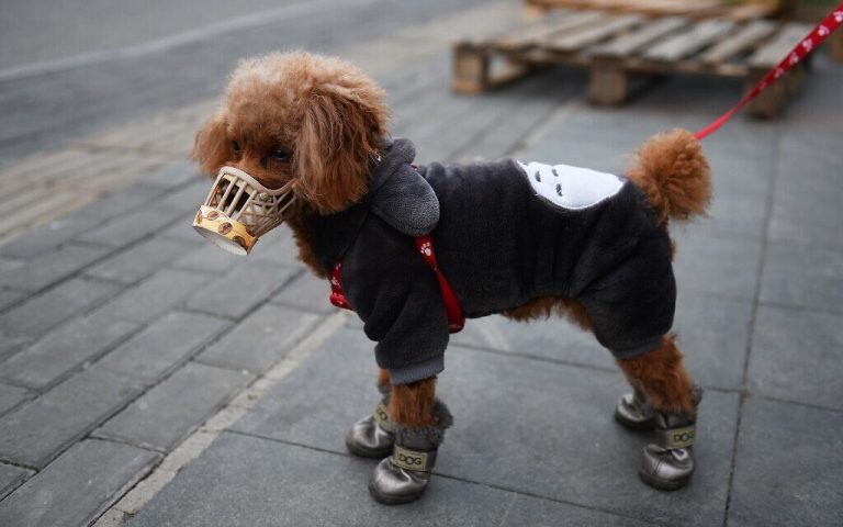 Pet dog infected with coronavirus in Hong Kong.