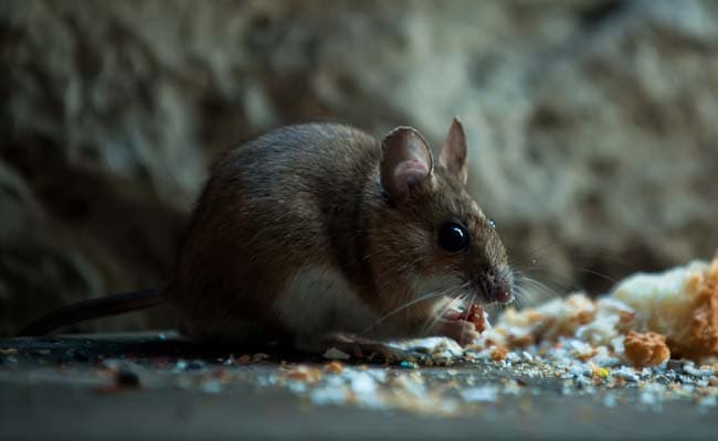 Hantavirus treatment: What patients should do