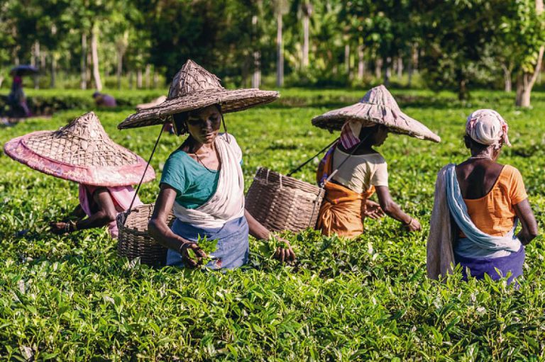 Continued lockdown could cripple Assam’s tea industry.