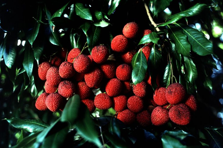 These 6 health benefits of litchi will leave you wanting more.