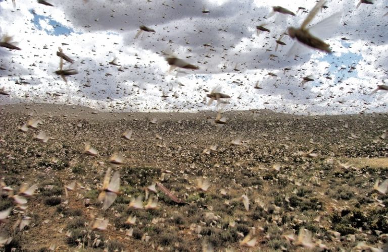 Locusts invade Maharashtra, alert in Mathura and Delhi as swarm expands area.