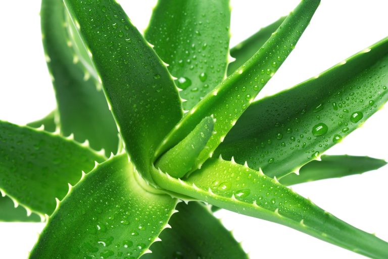 5 reasons why aloe vera gel is a blessing for your skin and hair.