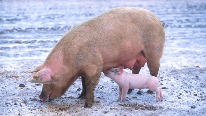African Swine Fever: After Covid-19, another disease from China hits Assam; 2,500 pigs dead.