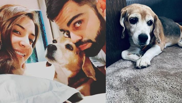 Anushka Sharma, Virat Kohli mourn death of pet dog Bruno: ‘Graced our lives for 11 years but made connection of a lifetime’.